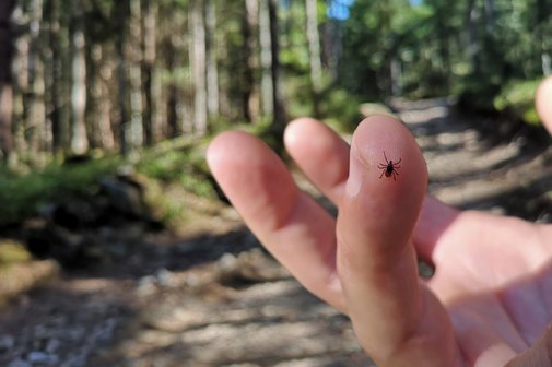 Eine Zecke sitzt auf dem Finger des Menschen, im Hintergrubnd sind die Bäume eines Waldes zu sehen sowie ein Wanderweg.