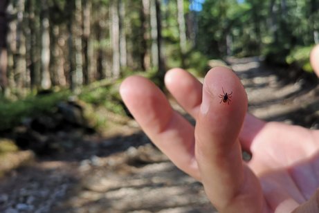 FSME-Infektion durch Zecken Impfung Eine Zecke sitzt auf dem Finger des Menschen, im Hintergrubnd sind die Bäume eines Waldes zu sehen sowie ein Wanderweg.