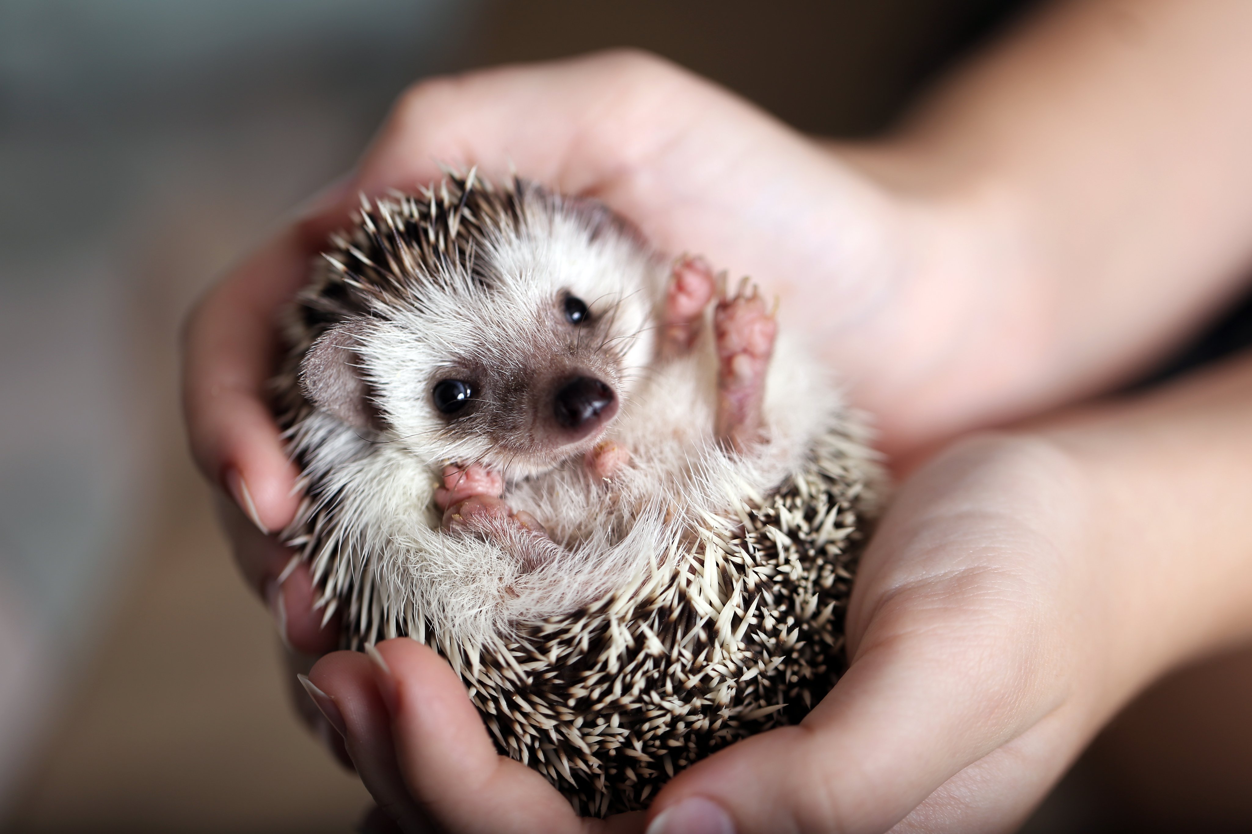 Zwei Hände halten einen niedlichen Igel.