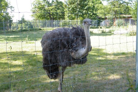 afrikanischer Strauß