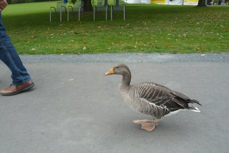 Ein St&uuml;ck des Weges gemeinsam
