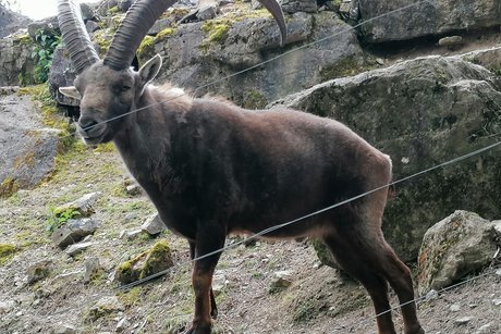 Wildtierpark in Bad Mergentheim