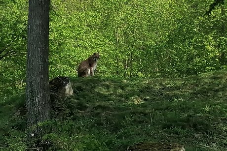 Wildtierpark in Bad Mergentheim