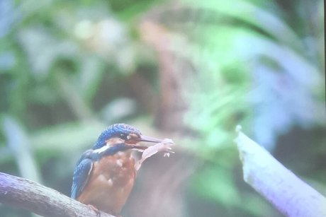 Eisvogel, erfolgreiche Nahrungssuche