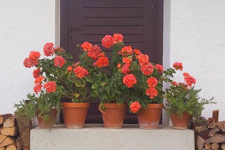 Kloster Sießen Garten