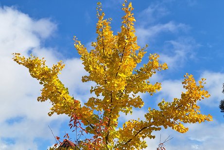 Ein Gingkobaum in seinem sch&ouml;nsten herbstlichen Gewand