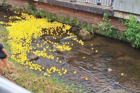 Enten nach dem Start im Bach
