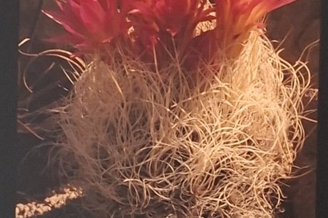 Kakteenbl&uuml;te aus Sammlung Holger Dopp