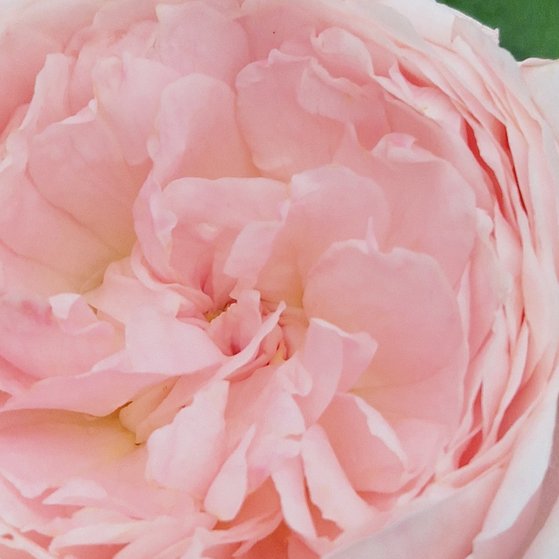 Zart rosa bl&uuml;hende Rosenbl&uuml;te