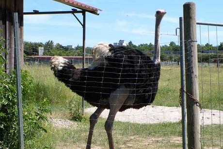 Der stolze Vogel Strau&szlig;.