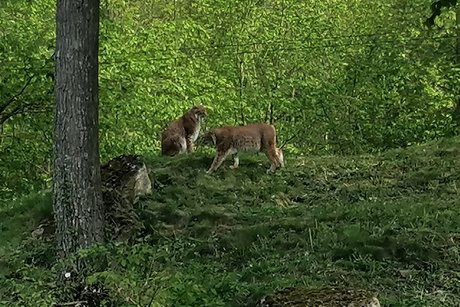 Wildtierpark in Bad Mergentheim