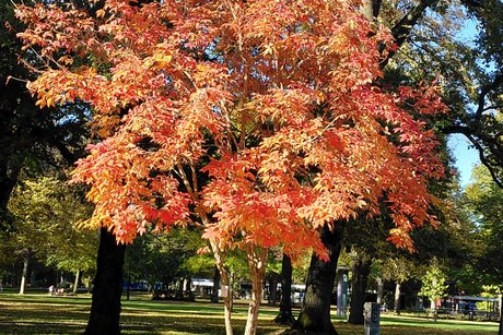 Laub ,Herbst Laub,Herbst