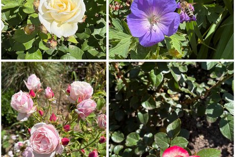 Man sieht eine Auswahl von verschiedenen Rosen und Blumen