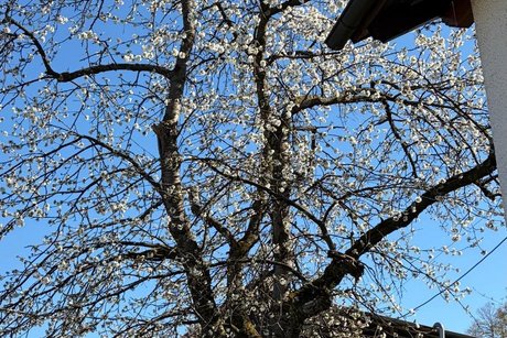 Bl&uuml;hender Baum ( Apfel) ? neben dem Kaffeehaus