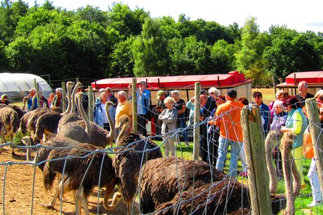 Haltepunkt bei den Straußengruppen