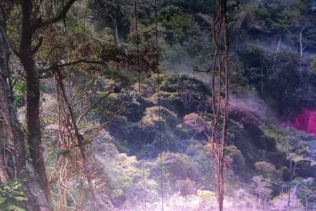 Leinwand mit tropischem Baum im Vordergrund und dichtem Urwald im Hintergrund.