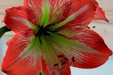 Eine bl&uuml;hende Amaryllis als Farbtupfer