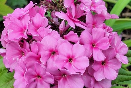 Bl&uuml;hender Stauden - Phlox