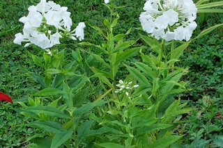 Phlox