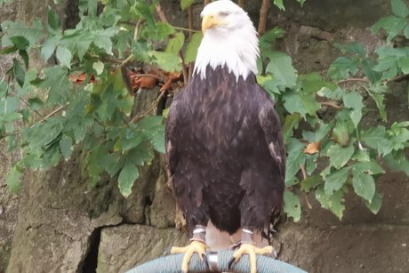 Vogel der Falknerei