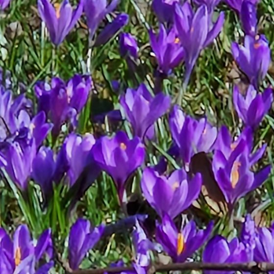Lila bl&uuml;hende Krokusse auf einer Wiese