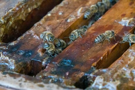 Bienen im geöffneten Bienenstock