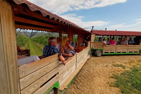 Fahrt mit dem Apfelzügle, durch die Apfelplantagen
