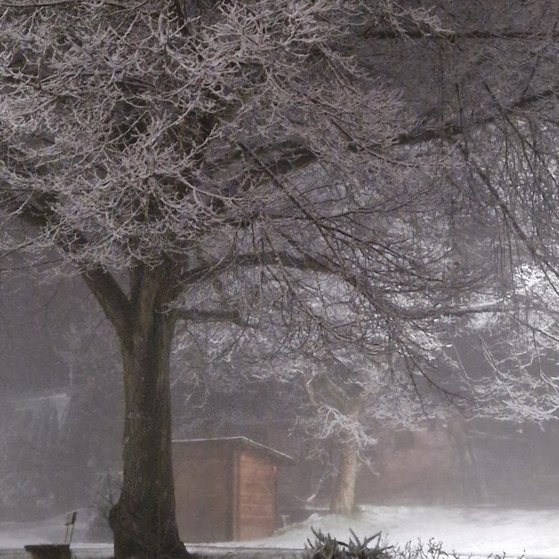 verschneiter Baum