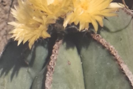 Kakteenbl&uuml;te aus Sammlung Holger Dopp