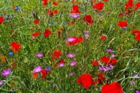 Man sieht eine Blumenwiese