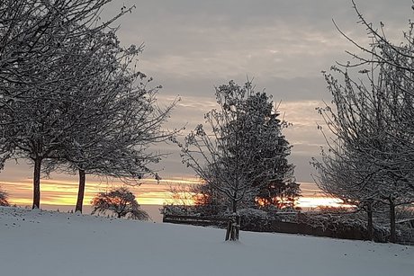 Winterlandschaft mit B&auml;umen auf einer Schneebedeckten Wiese und Sonnenuntergang