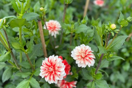 blühende Dahlien