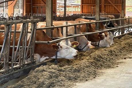 K&uuml;he im Stall, stecken ihre K&ouml;pfe durch ein Gitter und fressen Kraftfutter