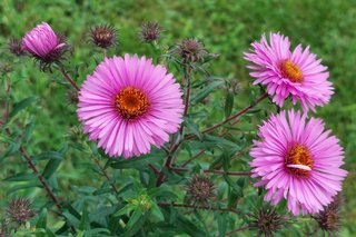 Die ersten Blüten der Herbstaster