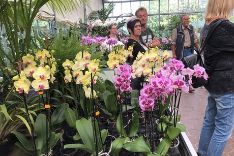 in der Orchideen - Erlebnisgärtnerei Currlin