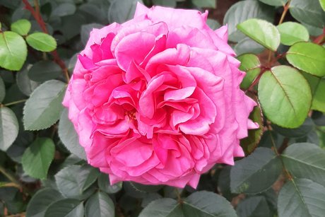 Rosen