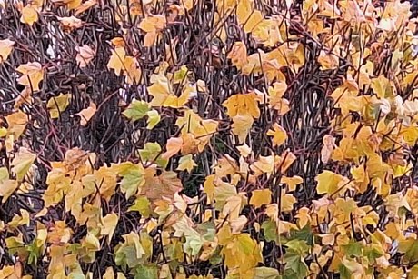 Der Ahorn mit seinen gelben Bl&auml;ttern