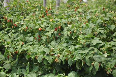 Beeren und Obsthof Pfleghaar