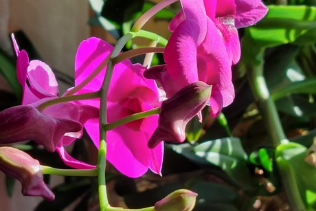 Dendrobium