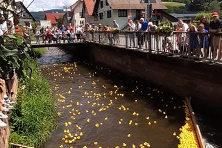 viele Enten drängen sich im Ziel