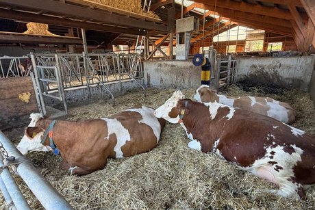 Im Kuhstall. 3 K&uuml;he liegen im Stall, in einer Box, ausreichender Platz, auf sauberen Stroh