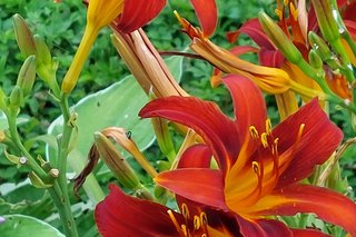 Besonders schön blühende Lilien