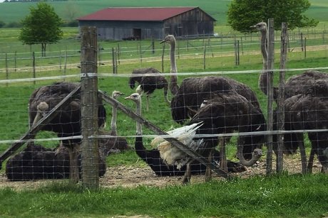 Mehrere Vogelstrauße aus der Nähe hinter einem Drahtzaun