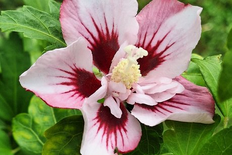 Eine der letzten Hibiskus-Blüten in diesem Jahr.