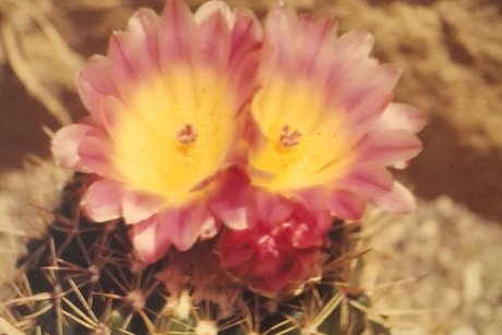 Kakteenbl&uuml;te aus Sammlung Holger Dopp