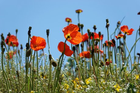 Blumen auf der LaGa Wangen