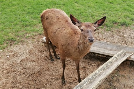 Wildtierpark in Bad Mergentheim