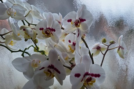 Heute wieder eine sch&ouml;ne Orchideenbl&uuml;te zum Abschluss