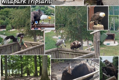Wildtierpark Tripsdrill Bilder von der Flugshow und von Rotwild und eine Yak im Wildtierpark Tripsdrill