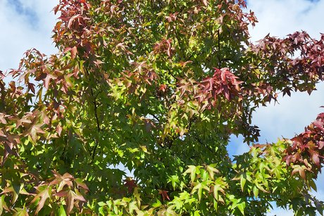 Ein Amberbaum im herbstlichen Prachtkleid